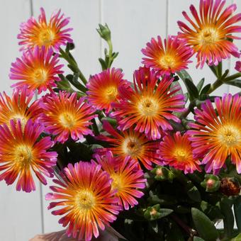 Hardy Matsuba Chrysanthemum Delosperma Orange Glow, JPG