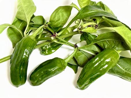 葉っぱ付きのピーマン ピーマン,葉っぱ,葉の写真素材