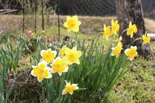 水仙の花咲く 水仙の花咲くの写真