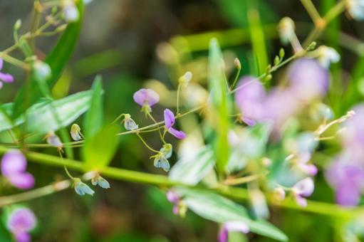 秋の野に咲く萩の花 秋の野に咲く萩の花の写真