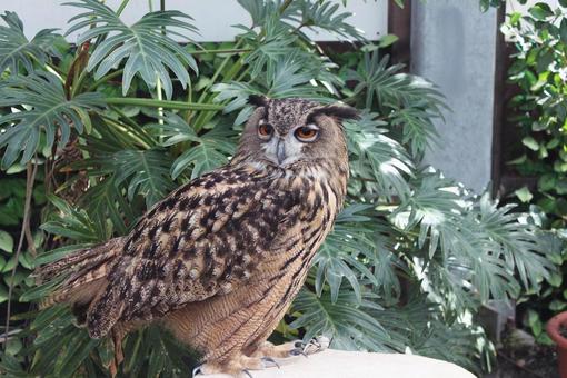 ぼーっとしてるフクロウ ぼーっとしてるフクロウ フクロウ,ぼーっとしてる,生き物の写真素材