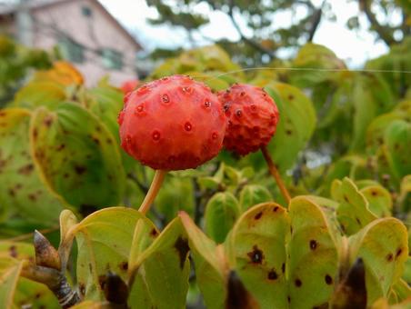 【花の写真】ヤマボウシの実 【花の写真】ヤマボウシの実 ヤマボウシ,山法師,実の写真素材