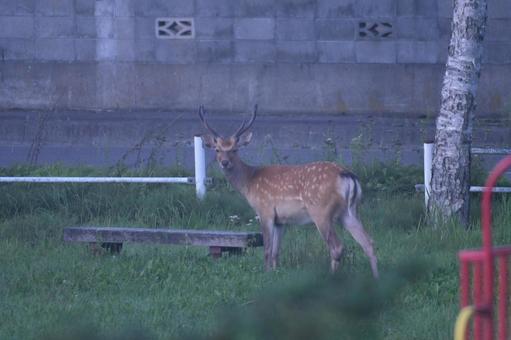 エゾシカ 鹿,シカ,自然の写真素材