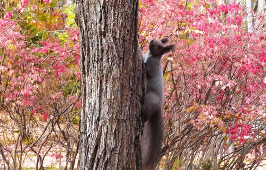 北海道に生息の可愛いエゾリス エゾリス,リス,栗鼠の写真素材