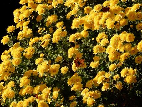 【風景写真】福山菊花展覧会の風景 キク,菊,菊花展の写真素材