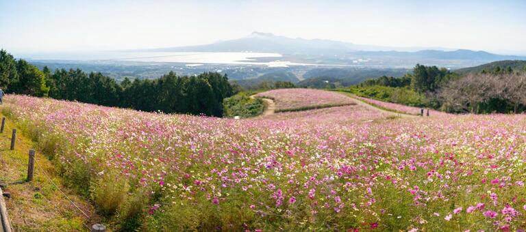 丘陵のコスモス畑と秋の風景 コスモス,花畑,秋の写真素材
