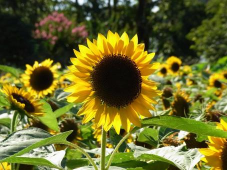 郊外のひまわり畑で開花したヒマワリの花々 郊外のひまわり畑で開花したヒマワリの花々の写真