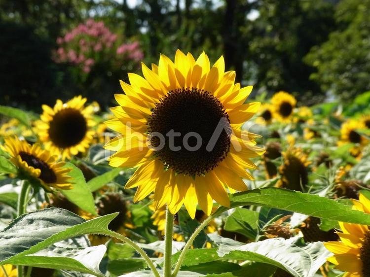 郊外のひまわり畑で開花したヒマワリの花々 ヒマワリ,花,植物の写真素材