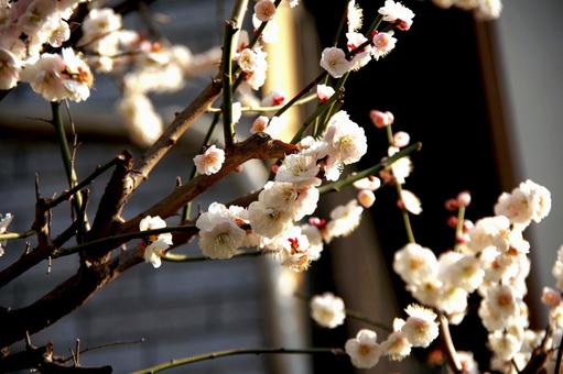 梅の花 背景ぼかし 梅の花 背景ぼかしの写真