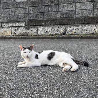 cat, JPG