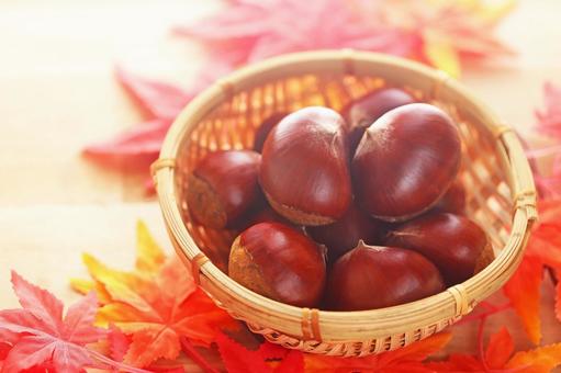 秋の味覚　かわいい栗の実がいっぱいです クリ,栗,秋の実の写真素材