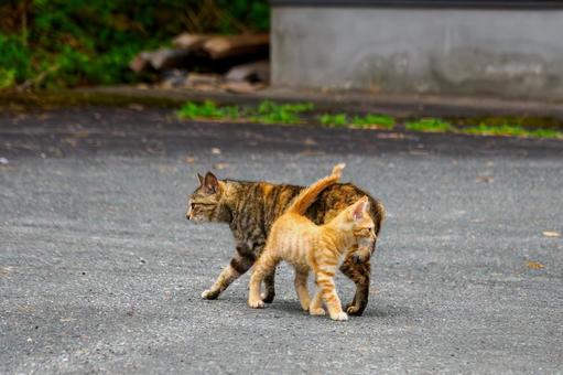 猫(145) 猫(145)の写真