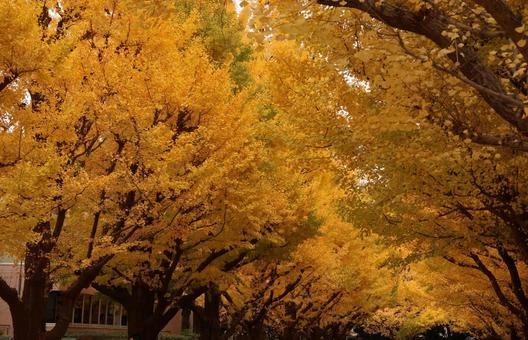 明治神宮外苑のイチョウ イチョウ,銀杏,明治神宮外苑の写真素材