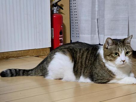 まったりする猫 まったりする猫 猫,ネコ,キジトラの写真素材