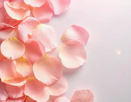 バラの花びらの写真