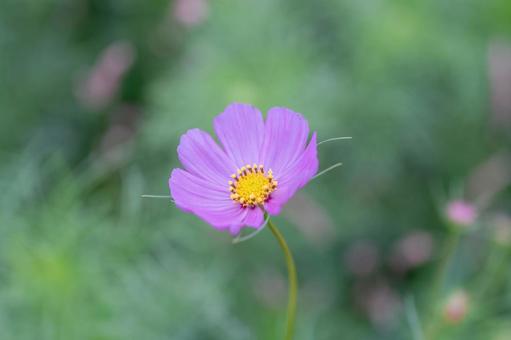 咲き始めの秋桜 咲き始めの秋桜の写真