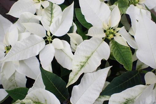 花 ポインセチア,クリスマス,植物の写真素材