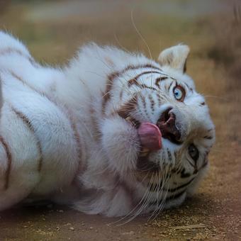 ホワイトタイガー ホワイトタイガーの写真