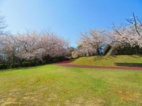 桜のさく広場の写真