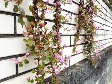 姫ツルソバの花 ヒメツルソバ,花,ピンク色の写真素材