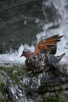 水浴びをしているキンバト② 水浴びをしているキンバト② キンバト,鳩,鳥の写真素材