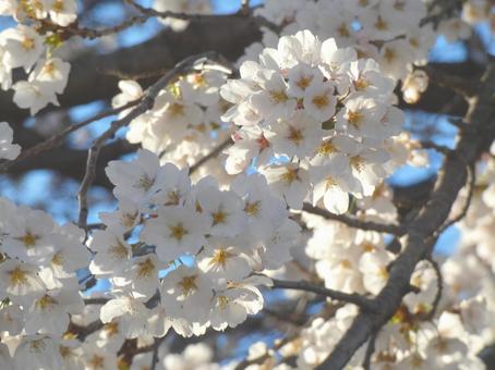 Cherry blossoms in full bloom_39, JPG Cherry blossoms in full bloom_39, JPG