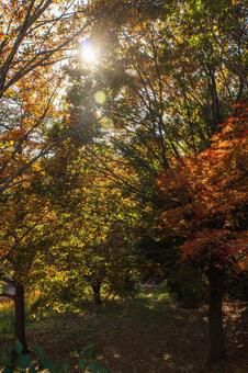 公園の紅葉 秋,紅葉,もみじの写真素材