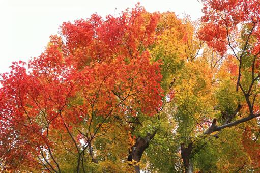 善峯寺の紅葉 善峯寺,紅葉,よしみねでらの写真素材
