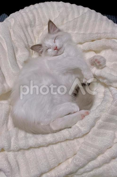 気持ちよさそうに寝ている子猫 猫,子猫,ラグドールの写真素材