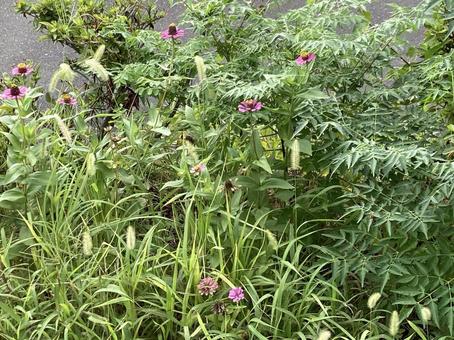 道端の雑草 道端の雑草の写真