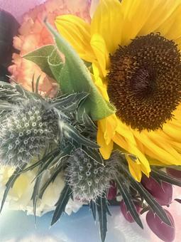 My favorite sunflower, JPG My favorite sunflower, JPG