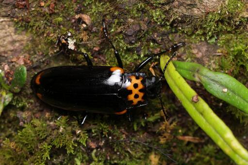 オオキノコムシ オオキノコムシ,キノコムシ,甲虫の写真素材