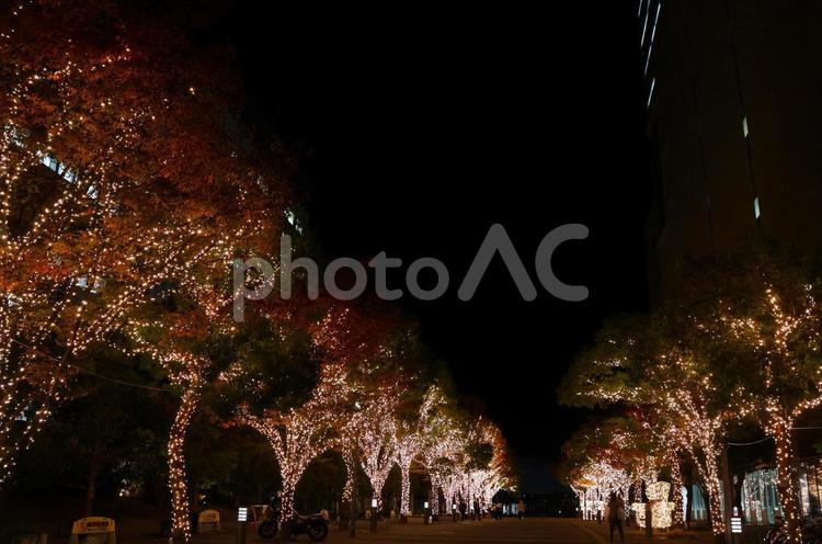 １２月上旬サンポート高松イルミネーション 背景,イルミネーション,ライトアップの写真素材