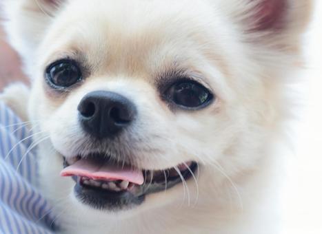 Chihuahua close-up, JPG Chihuahua close-up, JPG