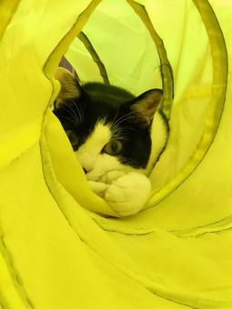 トンネルの中の猫 トンネルの中の猫 子ねこ,ペット,ハチワレの写真素材