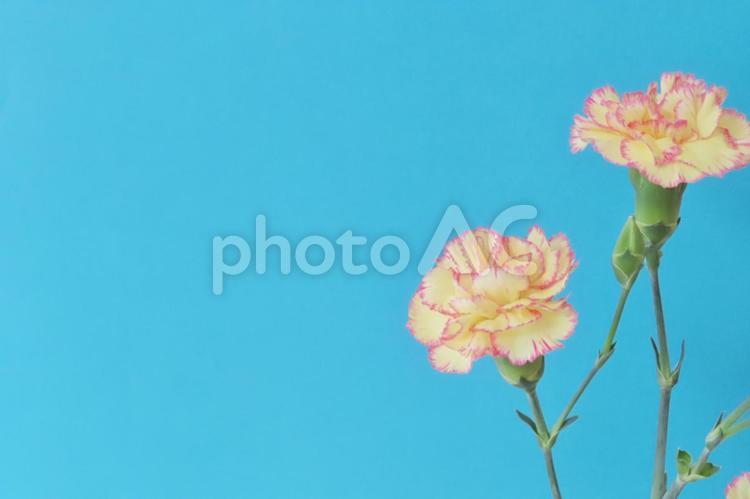 カーネーション　母の日メッセージカード 花,春,植物の写真素材
