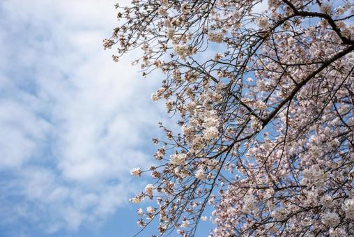 青空と満開の桜 桜,さくら,花の写真素材