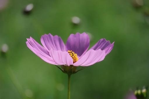 ピンク色の花びらのコスモスの花のアップ ピンク色,花びら,コスモスの写真素材