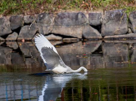 水辺のコサギ コサギ,鳥,野鳥の写真素材