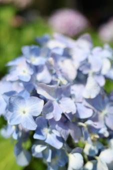 水色の紫陽花のクローズアップ 水色の紫陽花のクローズアップの写真