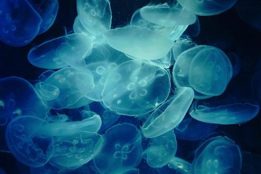 Refreshing jellyfish at Kamogawa Sea World, JPG Refreshing jellyfish at Kamogawa Sea World, JPG