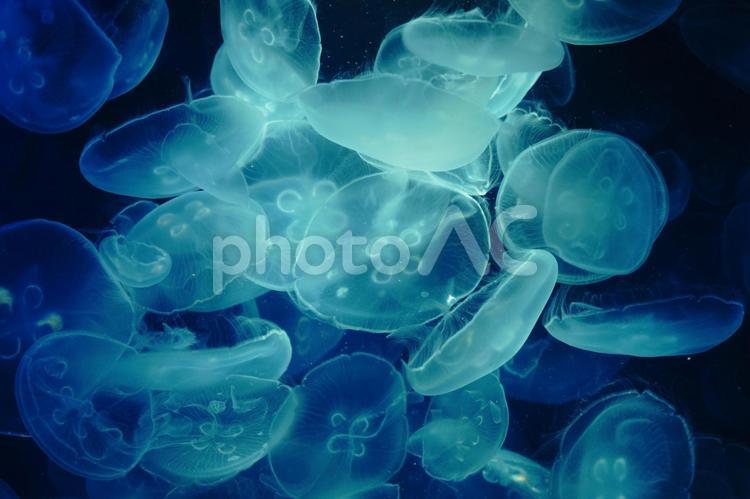 清涼なみずくらげ、鴨川シーワールド クラゲ,生き物,海の生物の写真素材