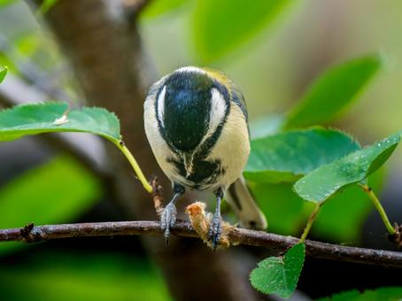 枝にとまるシジュウカラ 枝にとまるシジュウカラ シジュウカラ,野鳥,鳥の写真素材