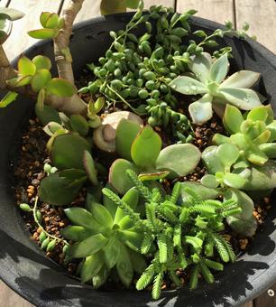 group planting of succulents, corte, coltivazione, piante succulente, JPG