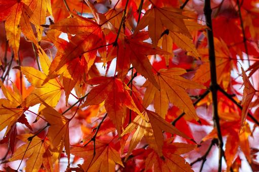 秋晴れの紅葉 秋晴れの紅葉 紅葉,赤い葉,秋の葉の写真素材