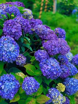 紫陽花 紫陽花の写真