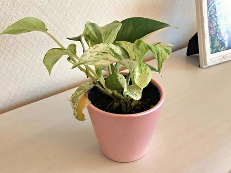 観葉植物 ポトス 観葉植物 ポトスの写真