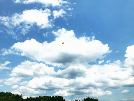 青空に羽ばたく鳥の写真