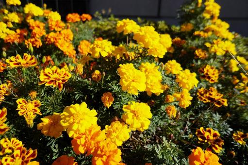 黄色いマリーゴールド 花,黄色,花畑の写真素材