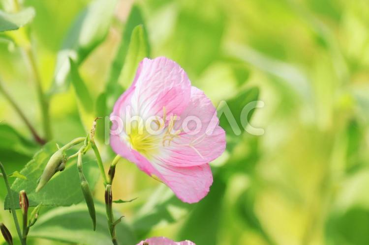 ヒルザキツキミソウ ヒルザキツキミソウ,夕化粧,ツキミソウの写真素材